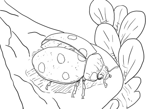 Ladybug Ready To Fly Coloring Page